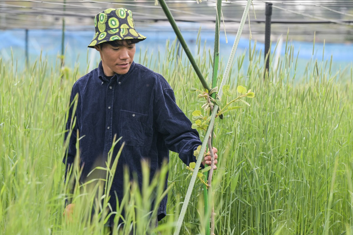 Con sus kiwis, un joven agricultor da nueva vida a la región de la catástrofe de Fukushima