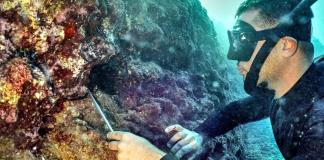 El sombrío futuro del coral en un mundo sobrecalentado