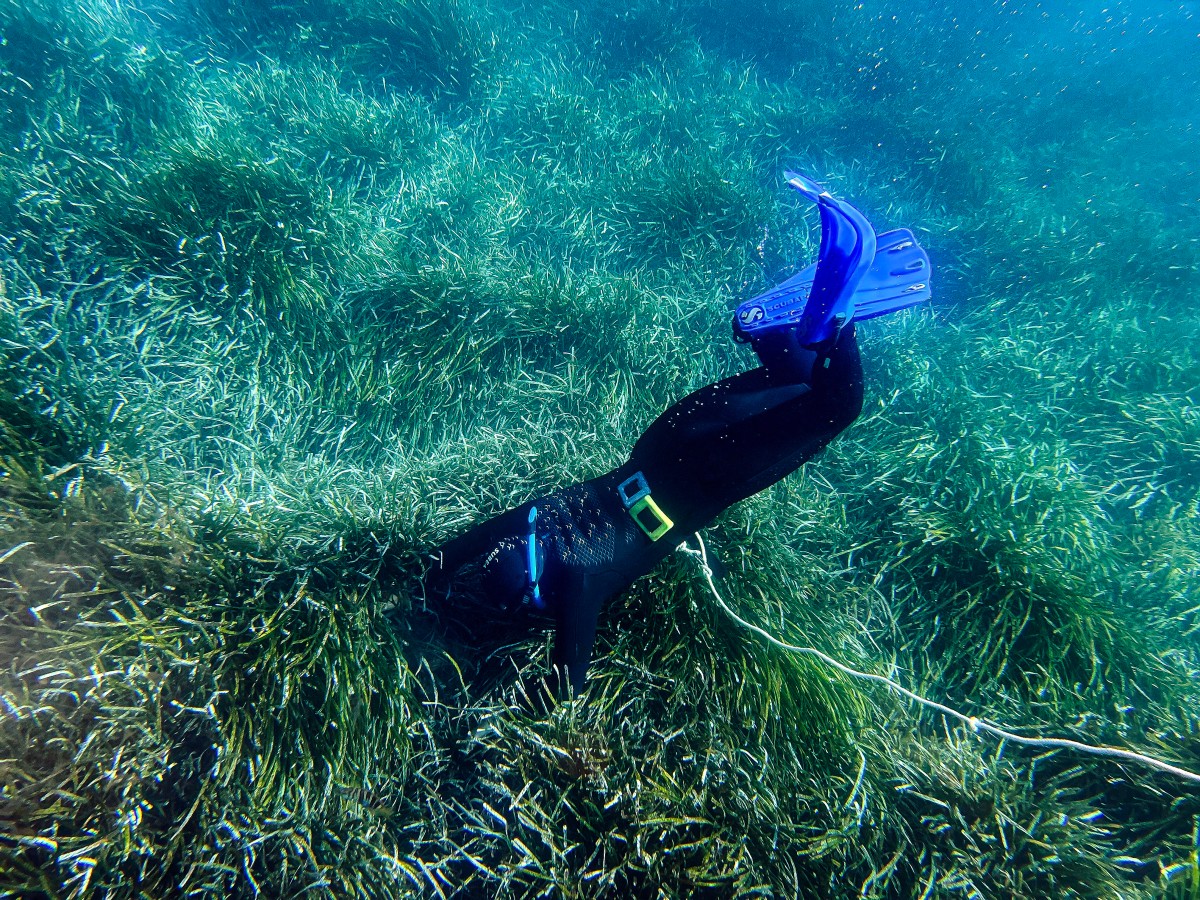 El sombrío futuro del coral en un mundo sobrecalentado El sombrío futuro del coral en un mundo sobrecalentado
