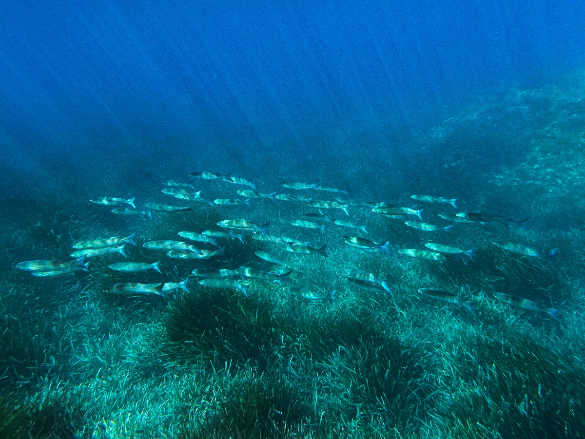 El sombrío futuro del coral en un mundo sobrecalentado El sombrío futuro del coral en un mundo sobrecalentado