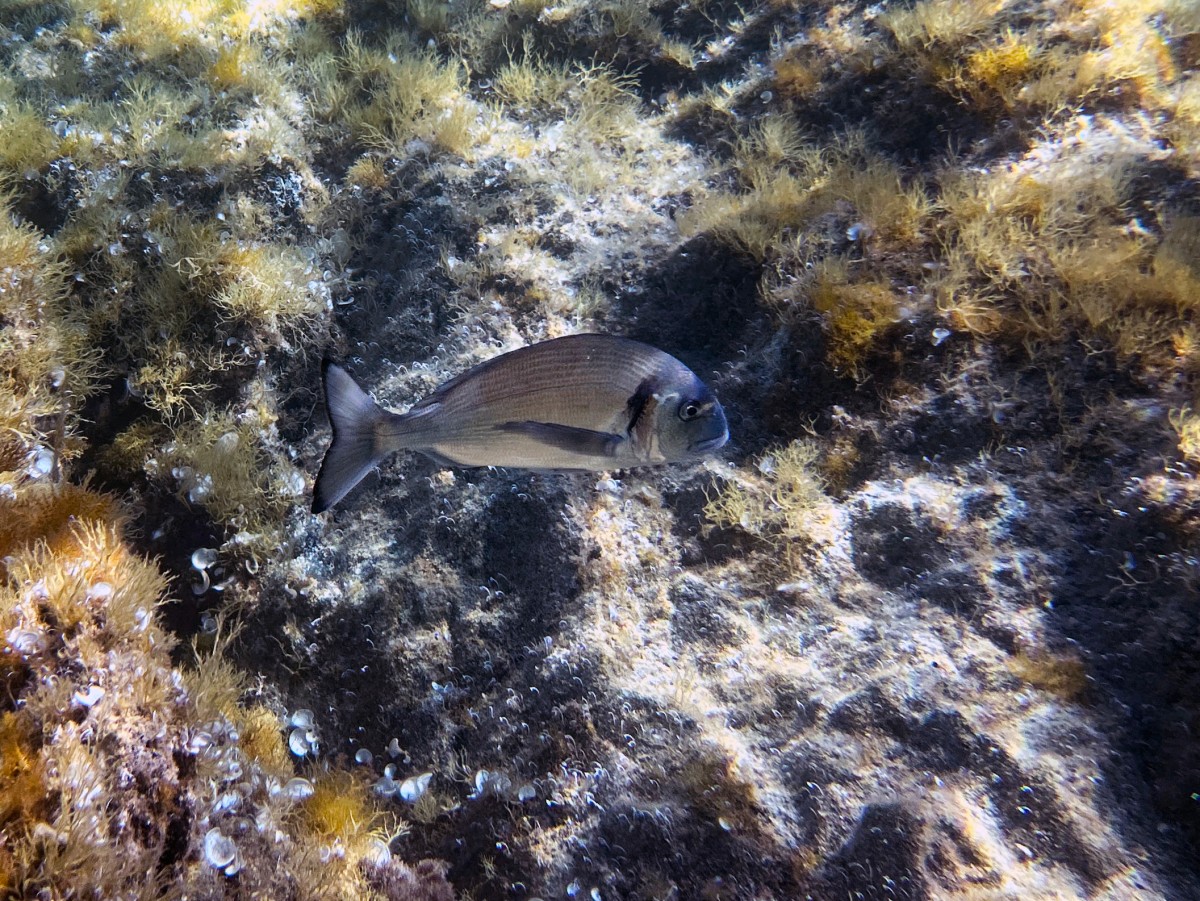 El sombrío futuro del coral en un mundo sobrecalentado El sombrío futuro del coral en un mundo sobrecalentado