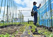 Con sus kiwis, un joven agricultor da nueva vida a la región de la catástrofe de Fukushima