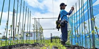 Con sus kiwis, un joven agricultor da nueva vida a la región de la catástrofe de Fukushima