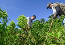 Pagar por arrancar coca: la apuesta de Colombia para golpear al narco