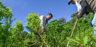 Pagar por arrancar coca: la apuesta de Colombia para golpear al narco