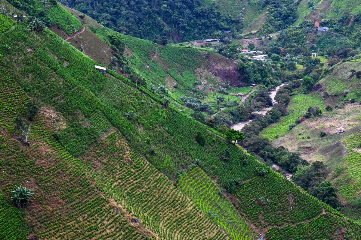 Pagar por arrancar coca: la apuesta de Colombia para golpear al narco