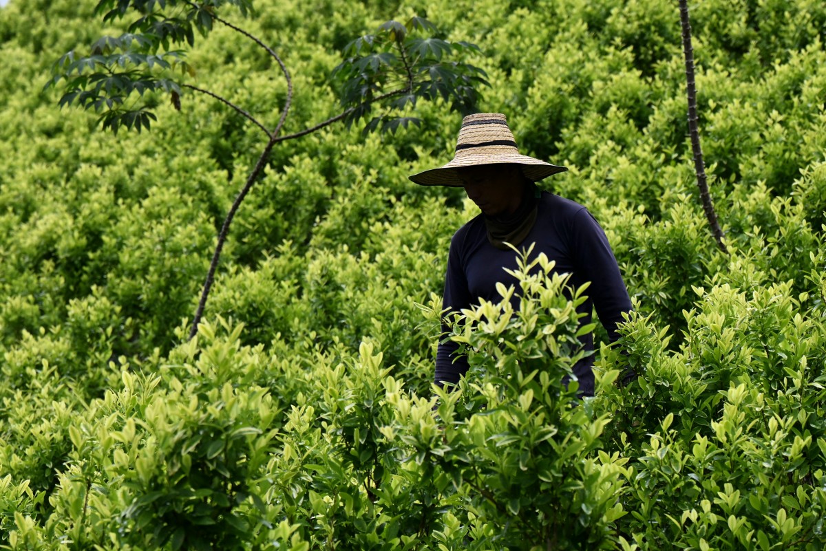 Pagar por arrancar coca: la apuesta de Colombia para golpear al narco