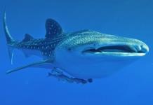 Un documental busca concienciar de las amenazas del tiburón ballena en México