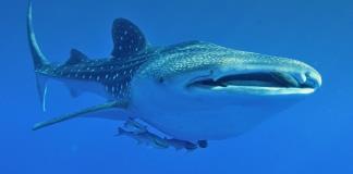 Un documental busca concienciar de las amenazas del tiburón ballena en México