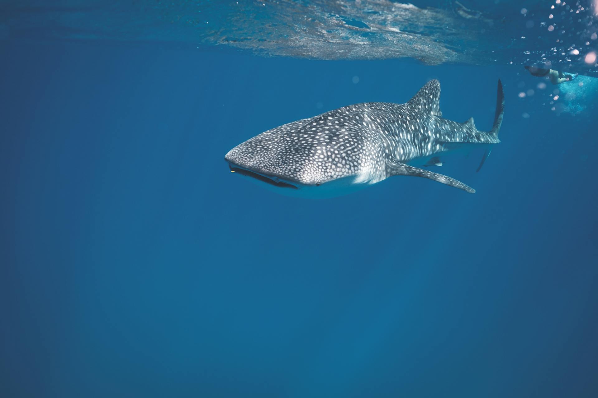 Un documental busca concienciar de las amenazas del tiburón ballena en México Un documental busca concienciar de las amenazas del tiburón ballena en México