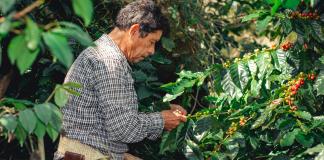 Productores y expertos ven con preocupación efectos de crisis climática en sur de México