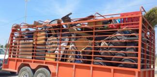 Inician las descacharrizaciones por Aseo Público en Lagos de Moreno