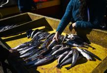 Chile fracasa en su intento de recuperar la popular merluza