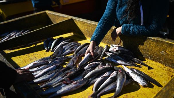 Chile fracasa en su intento de recuperar la popular merluza