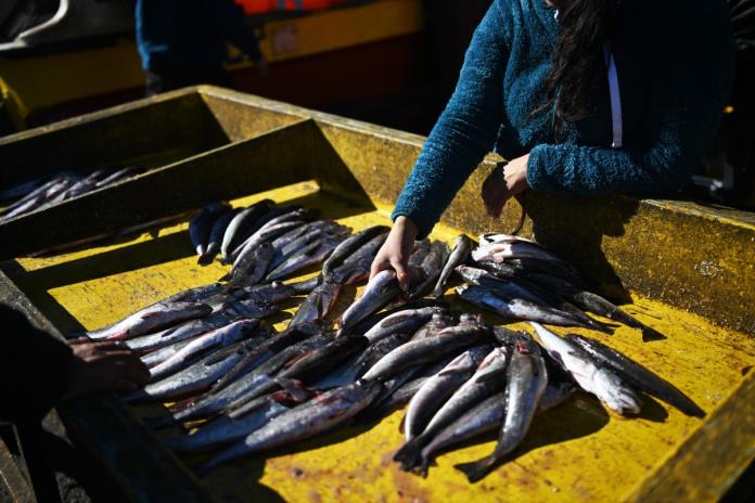 Chile fracasa en su intento de recuperar la popular merluza