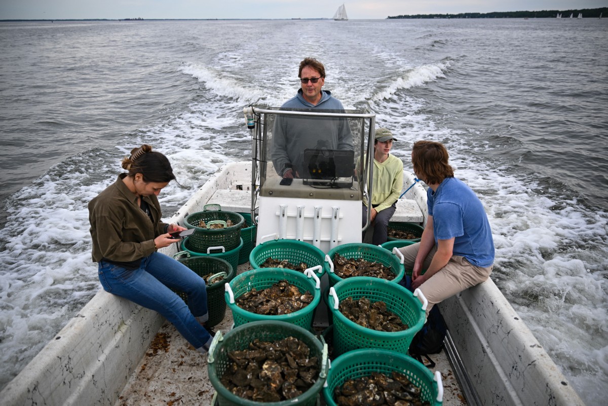En Estados Unidos, voluntarios crían ostras para limpiar los mares En Estados Unidos, voluntarios crían ostras para limpiar los mares