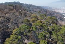 La vida regresa a la montaña oriente de Zapotlán tras los incendios