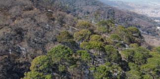 La vida regresa a la montaña oriente de Zapotlán tras los incendios