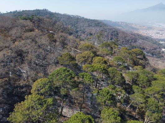 La vida regresa a la montaña oriente de Zapotlán tras los incendios