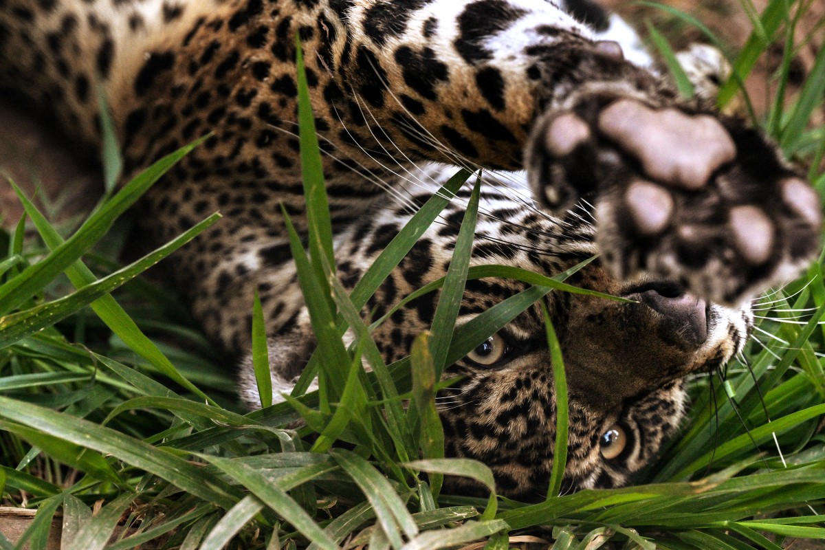 Un santuario en Sao Paulo al rescate de pumas acechados por la urbanización Un santuario en Sao Paulo al rescate de pumas acechados por la urbanización
