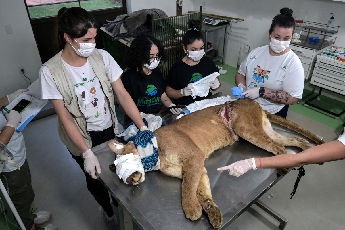 Un santuario en Sao Paulo al rescate de pumas acechados por la urbanización Un santuario en Sao Paulo al rescate de pumas acechados por la urbanización