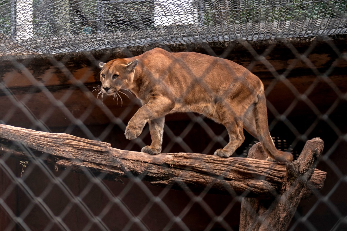 Un santuario en Sao Paulo al rescate de pumas acechados por la urbanización Un santuario en Sao Paulo al rescate de pumas acechados por la urbanización