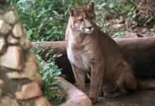 Un santuario en Sao Paulo al rescate de pumas acechados por la urbanización