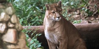 Un santuario en Sao Paulo al rescate de pumas acechados por la urbanización