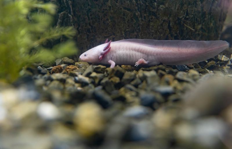 Zoológico de Chapultepec en Ciudad de México impulsa renacer de especies al borde de la extinción Zoológico de Chapultepec en Ciudad de México impulsa renacer de especies al borde de la extinción