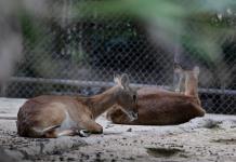 Zoológico de Chapultepec en Ciudad de México impulsa renacer de especies al borde de la extinción