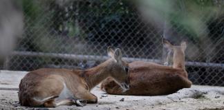 Zoológico de Chapultepec en Ciudad de México impulsa renacer de especies al borde de la extinción