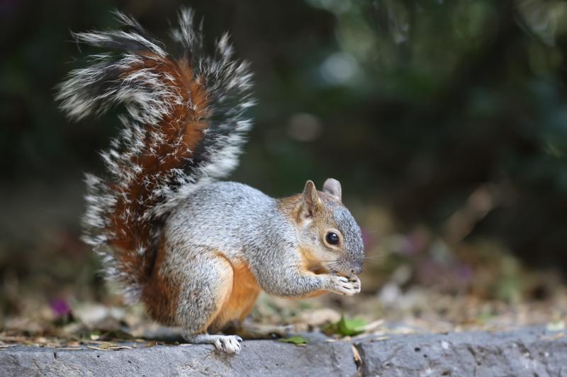 Zoológico de Chapultepec en Ciudad de México impulsa renacer de especies al borde de la extinción Zoológico de Chapultepec en Ciudad de México impulsa renacer de especies al borde de la extinción