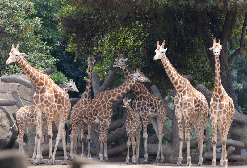 Zoológico de Chapultepec en Ciudad de México impulsa renacer de especies al borde de la extinción Zoológico de Chapultepec en Ciudad de México impulsa renacer de especies al borde de la extinción