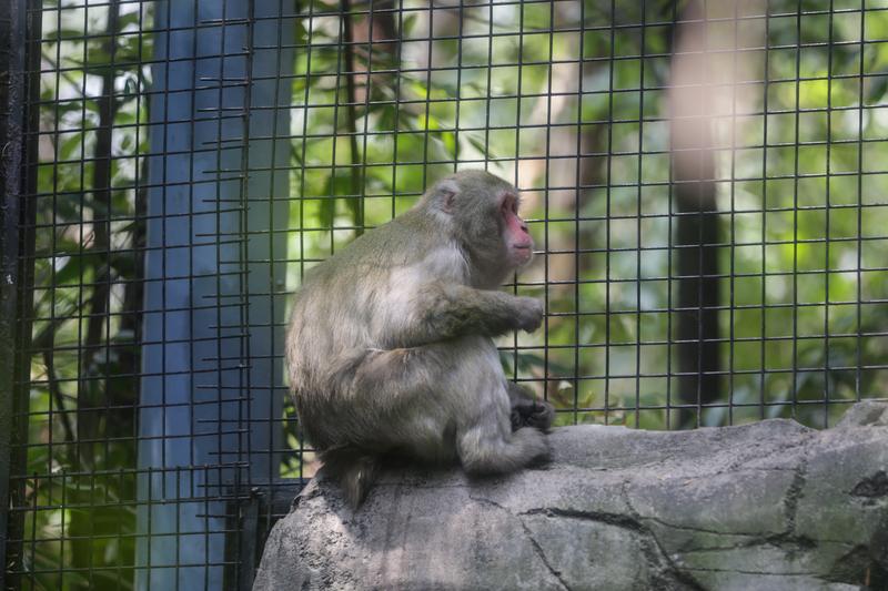 Zoológico de Chapultepec en Ciudad de México impulsa renacer de especies al borde de la extinción Zoológico de Chapultepec en Ciudad de México impulsa renacer de especies al borde de la extinción