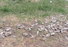 PROEPA Concluye que los Peces del Río Blanco Murieron por Falta de Oxígeno por Aguas Contaminadas
