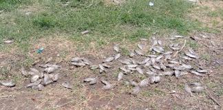 PROEPA Concluye que los Peces del Río Blanco Murieron por Falta de Oxígeno por Aguas Contaminadas