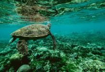 Una pequeña oenegé de Kenia logra salvar miles de tortugas