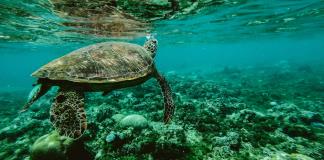 Una pequeña oenegé de Kenia logra salvar miles de tortugas