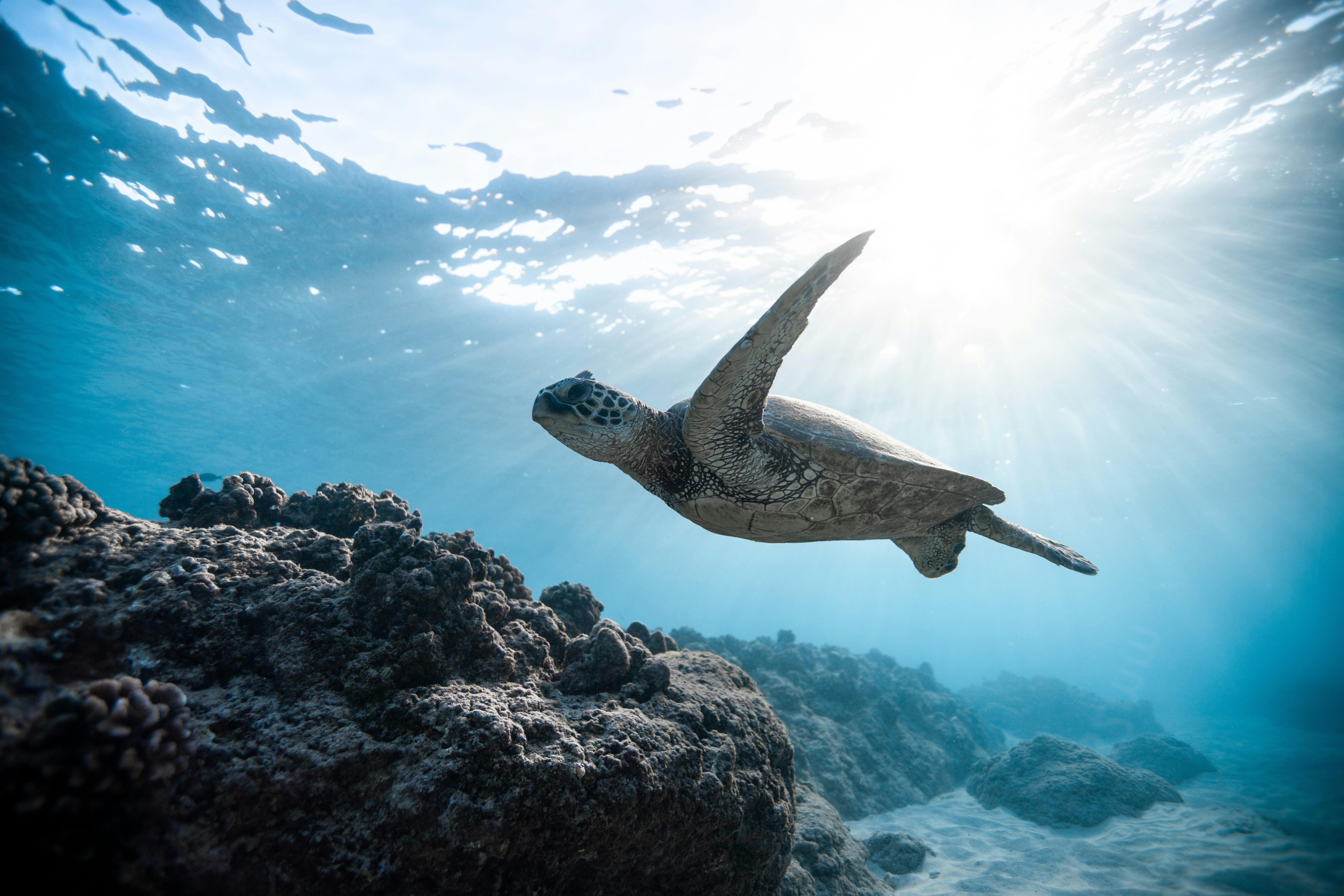 Una pequeña oenegé de Kenia logra salvar miles de tortugas Una pequeña oenegé de Kenia logra salvar miles de tortugas