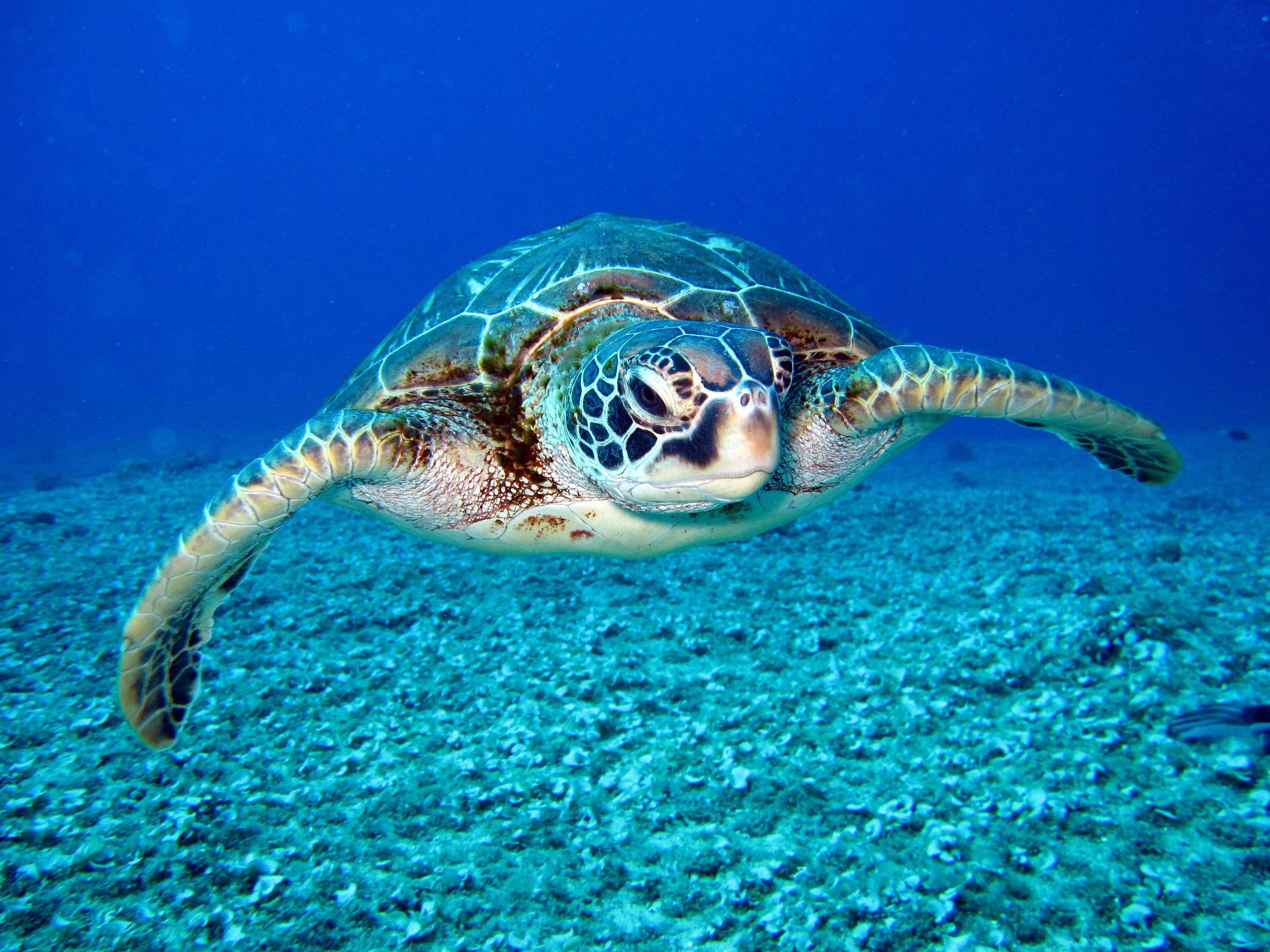 Una pequeña oenegé de Kenia logra salvar miles de tortugas Una pequeña oenegé de Kenia logra salvar miles de tortugas