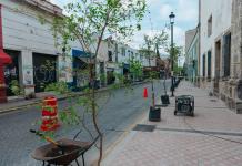 Prometen nueva reforestación masiva en Guadalajara; mil serán plantados en el Centro