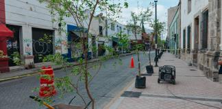 Prometen nueva reforestación masiva en Guadalajara; mil serán plantados en el Centro