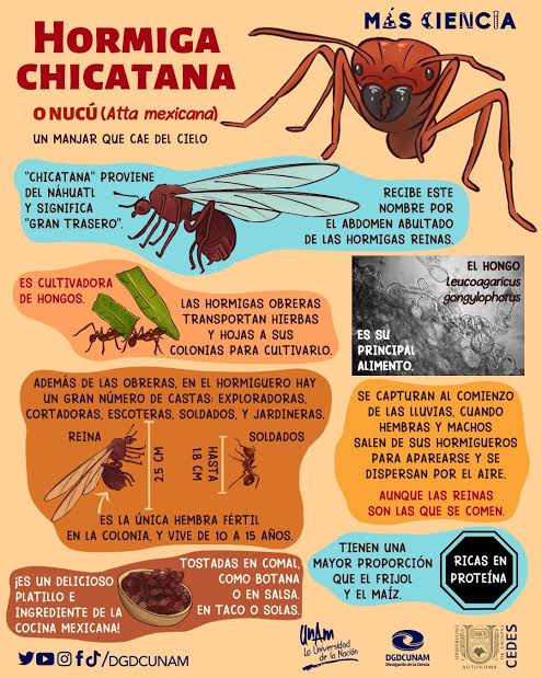 Chicatanas: las hormigas aladas que salen cuando inician las lluvias Chicatanas: las hormigas aladas que salen cuando inician las lluvias