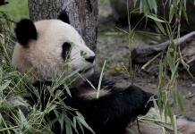 Los factores sociales de la persona determinan su juicio sobre humanidad de los animales