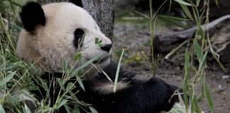 Los factores sociales de la persona determinan su juicio sobre humanidad de los animales