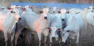 Honduras envía primeros 125 bovinos vivos a México tras cumplir con el protocolo sanitario
