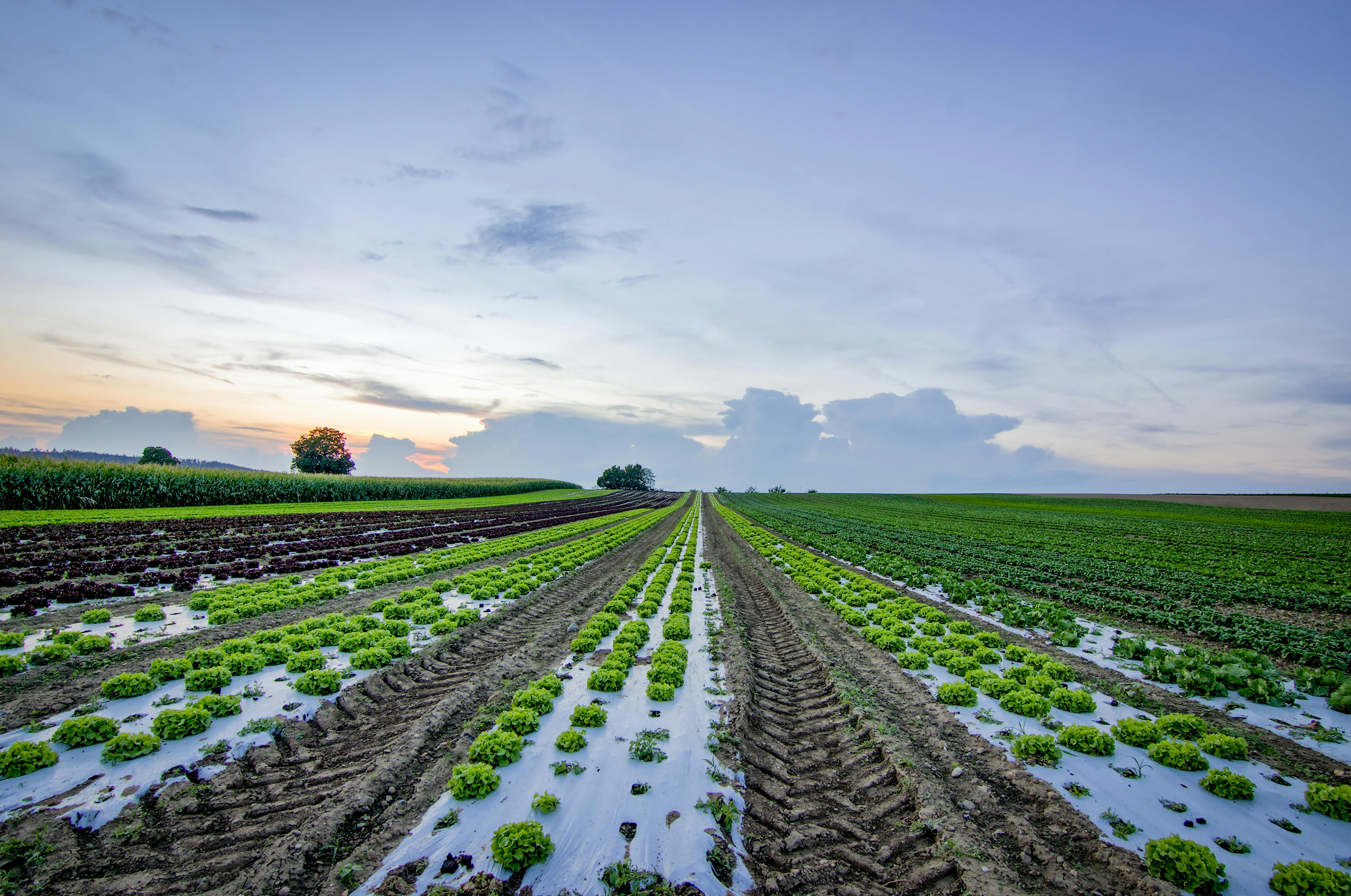 Tecnología satelital de vanguardia impulsa soberanía alimentaria en México Tecnología satelital de vanguardia impulsa soberanía alimentaria en México