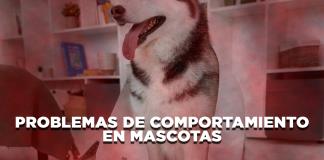 Problemas de comportamiento en mascotas - El Expresso de las 10 - Vi. 20 Junio 2025