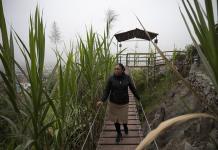 Indígena tiñe de verde el desierto de Lima con una selva escondida