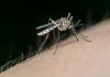 Jalisco suma siete meses en primer lugar nacional por casos de dengue